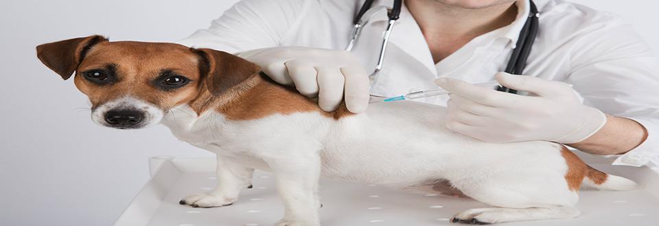 狂犬病-Vaccine-1-Dog-1